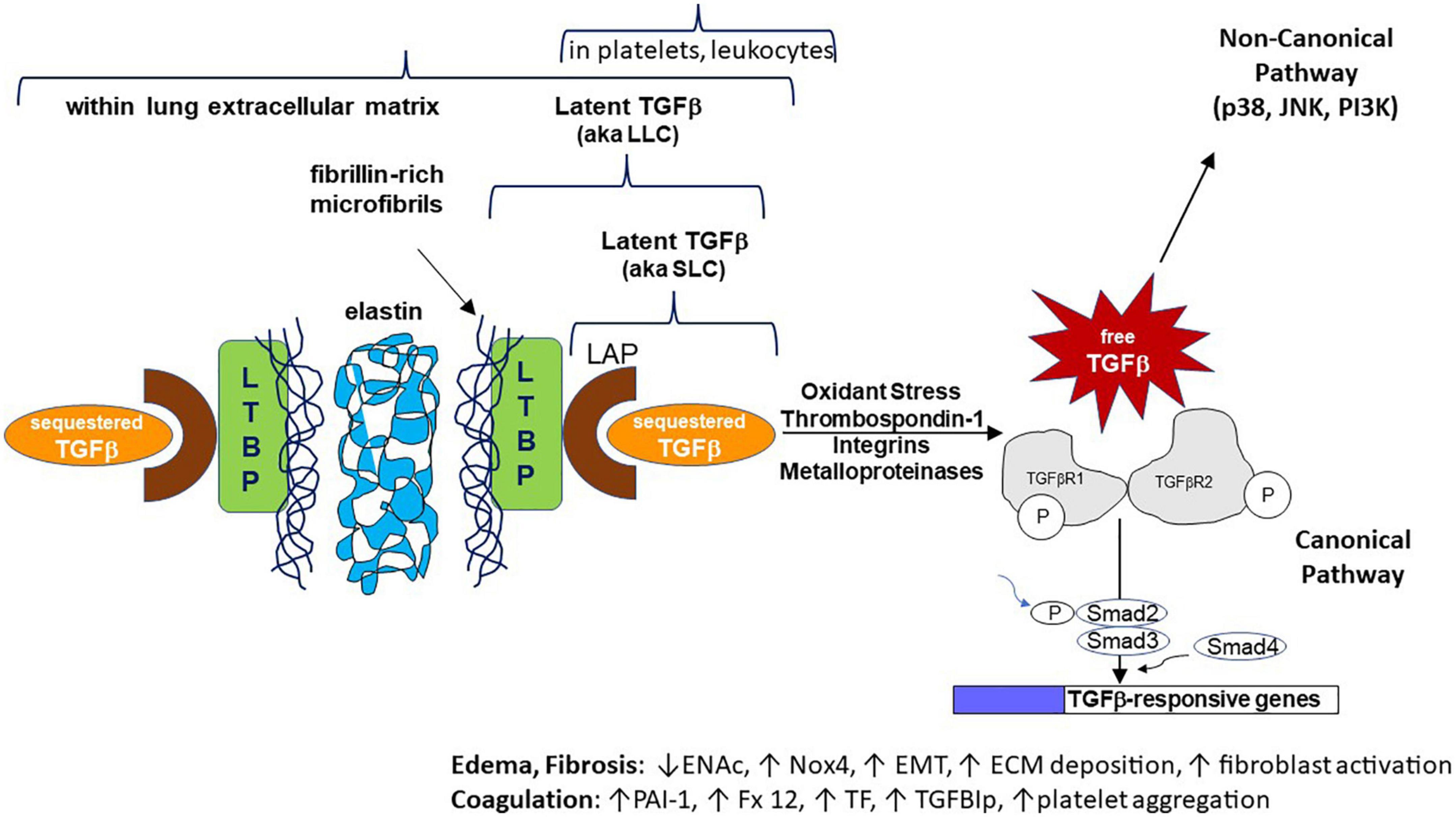 Microvascular significance of TGF-β axis activation in COVID-19
